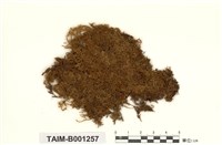 藏品(灰苔屬)的圖片